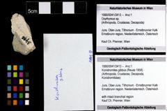 Foto (Objekt + Etiketten) von Konidromites gibbus (Reuss 1858) 